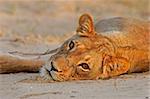 A lioness (Panthera leo) lying down, Kalahari, South Africa