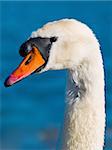 A close-up of a mute swan (Cygnus olor)