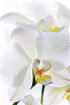 Orchid flowers isolated on white.