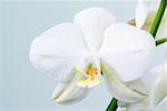 White orchid flowers (Phalaenopsis)- shallow depth of field.