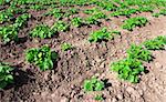 potatoes field