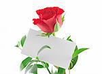 single red rose with blank love note