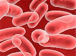 bacullus bacteria cells on red background