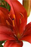 Beautiful Asiatic Lily Bloom Macro