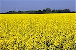 Rapeseed in germany