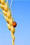 lady bag on wheat steam against blue sky