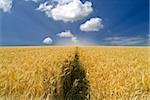 ripe wheat field and cloudy blue sky