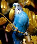 The Blue wavy parrot sits in golden branch.