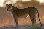 Backlit lioness (Panthera leo), Kalahari, South Africa