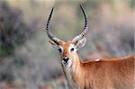 Portrait of a male red lechwe antelope (Kobus leche), southern Africa