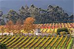 Autumn landscape of vineyards, Cape town area, South Africa