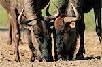 Portrait of two blue wildebeest (Connochaetes taurinus) drinking water, Kalahari desert, South Africa