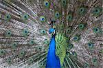 Colorful peacock spreading its tail feather
