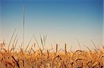 field of golden wheat under blue sky