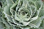 close up of cabbage plant