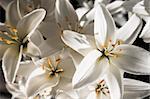 White Lily Under The Sunlight