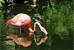 Brightly colored flamingo in natural environment (Florida)