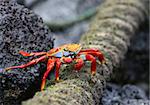 A colorful sally lightfoot crab eats food off a old rope