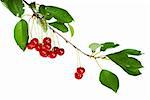 Cherry branch with leaves and few berries isolated on the white background