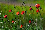 Spring red poppies flowers on a background of a green grass