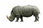 A Isolated White Rhinoceros on white