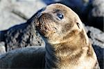 A young sea lion on the rocky beach of the Galapagos Islands