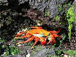 A colorful Sally Lightfoot crab tries to hide amonst the volcanic rocks