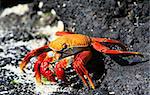 A Sally Lightfoot Crab on the volcanic rocks of the Galapagos Islands