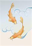 Vector illustration of two koi carps splashing in water and swiming around in a cool pond.