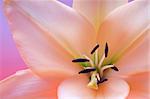 Close up view of nice fresh Madonna lily flower
