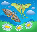 Night butterflies on meadow - color illustration.