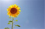 Single sunflower. Sunny sky on background.