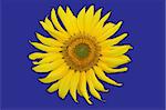 Single sunflower isolated on purple background. Including clipping path. Background color easily changable.