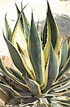 Cactus Agave americana striata