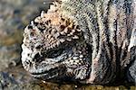Extreme closeup of a marine iguana on the Galapagos Islands