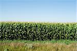 A rural corn field on a sunny day