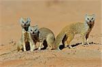A family of yellow mongooses (Cynictus penicillata), Kalahari desert, South Africa