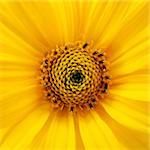 A photography of a big yellow flower