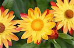 A photography of three yellow flowers in a row