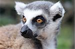 face of very nice lemur monkey from nature