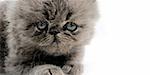 Detail of the face from small persian cat isolated