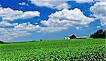 Panoramic rural summer landscape with green corn field and a farm