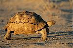 Mountain tortoise (Geochelone pardalis) , Kalahari desert, South Africa