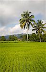 A Bali rice field landscape near Ubud