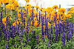 close up on several lavander and rudbeckia hirta flowers