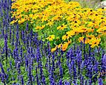 details on several lavander and rudbeckia hirta flowers