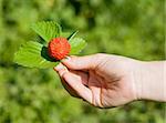 Strawberry with leaves in the sunshine