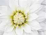 A photography of a white flower background