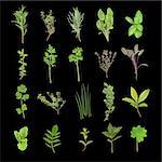 Herb leaf selection over black background. From top left to right in four rows, rosemary, golden thyme, lavender, variegated sage ,basil, oregano, flat leafed parsley, curly ,parsley, silver thmye, purple sage, coriander, golden thyme,  chives, common thyme, bay leaf, lemon balm, valerian, mint, dark bay leaf, and ladies mantle.