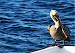 A beautiful pelican sitting on the side of aboat